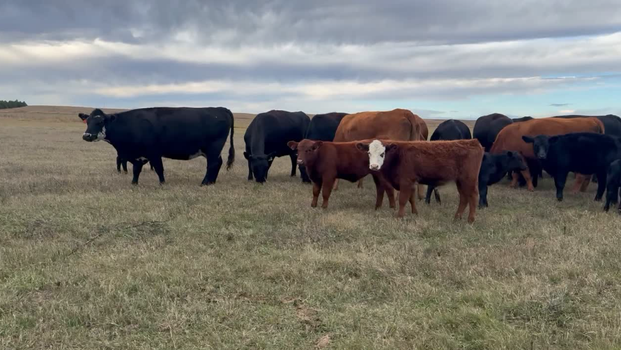 3 & 1 package – 1400lb cows and 275 lb calves at side. Exposed to Black bulls. Summer to Fall pairs!  - CP1023A5